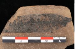 Foto (Detailansicht) von Quercus palaeoilex Ettingshausen (NHMW-GEO-2024-0188-0751)